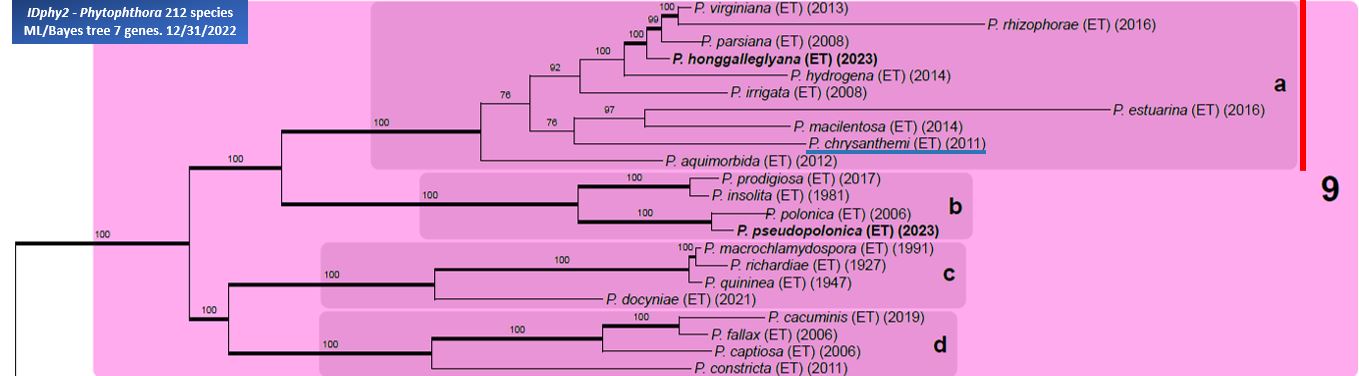    Phytophthora  spp. in subclade 9a:  portion of the seven-loci ML phylogeny featuring the type cultures of 212 described species (by T. Bourret). Notice the position of   P. chrysanthemi  Ex-type CBS 123163 = Samp;T BL 94 . Gloria Abad, USDA Samp;T.
